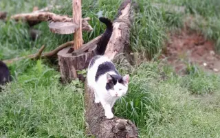 Domeček plný naděje pro opuštěné kočky