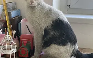 Pomoc pro kočeny z Depozita Elinka