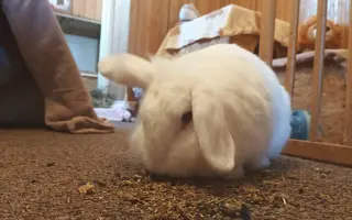 Pomozme králíčkovi Monince k životu bez bolesti