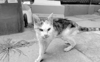 Pomohli jste uhradit veterinární péči pro kočičky z Kočičího štěstí, z.s.