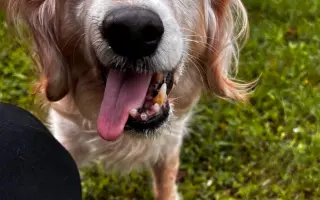 🙏🐾 Prosíme: "Pomozte nám uhradit veterinární péči pro pejsky bez domova." 🐾🙏