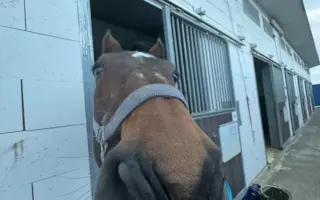 Pomozme Kokosovi znovu běhat