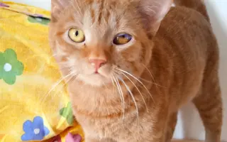 Druhá šance na život – veterinární péče pro zraněné, opuštěné a týrané kočky