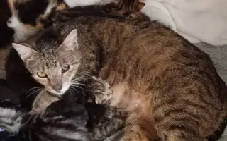 Veterinární péče pro zachráněné maminky s koťátky