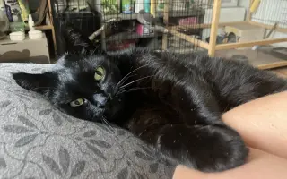 Veterinární péče pro velmi nemocného Čendu a Ronečka