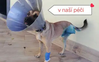 Pomozte zachránit Psí domov spolku Zastavme Utrpení.
