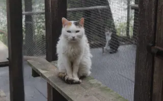 Bezbolestný život pro Žanetku a Kačenku