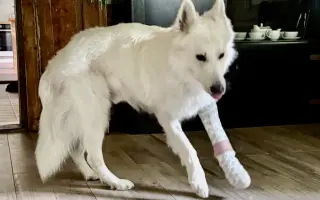 Pomozte Ullymu zase skákat přes kaluže! 🐾