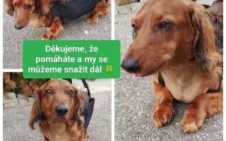 Pomoc pre Hectorka ❤️ držte tlapky, právě bojujeme 🍀