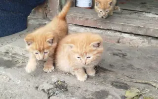 🚐 Naplníme společně auto nadějí pro psy a kočky bez domova 🐾❤️