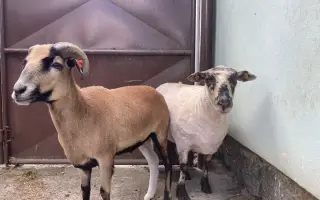 Pomozte nám naplnit jesle zachráněným ovcím a kozám z Farmy Kapsa