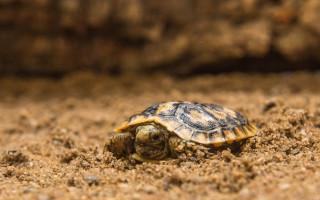 Podpořte mláďata želvy skalní, která se vylíhla v Zoo Praha v době karantény