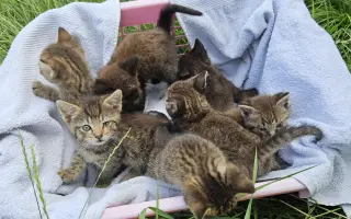 Kastrační program - STOP MNOŽENÍ A KOTĚCÍMU UTRPENÍ