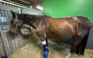 Pomozme Kokosovi znovu běhat