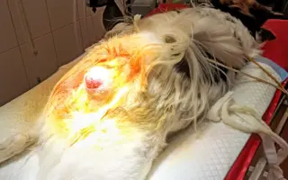 POMOC PRO FOXÍČKA, ASPENA A TAFFY-JACKA