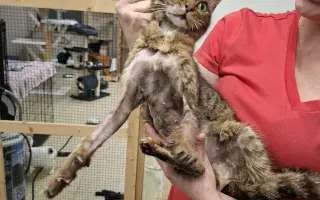 Pomoc s úhradou veterinárních nákladů 🙏