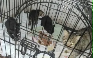 Ošetření a pomoc kočkám z ulice