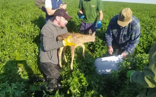 Pomozte Oldovi zachránit další srnčata