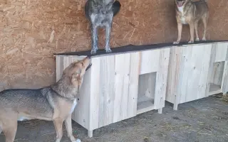 20 boudiček pro rumunské pejsky