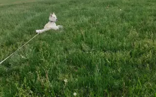 Pomoc pro Neepse - náklady na léčbu a operaci nohy