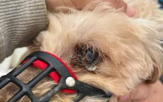 Voříškov přijal 45 nových chlupáčů - pomůžete spolu s námi změnit jejich příběh?