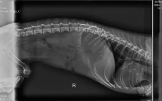 Pomoc pro jezevčíka Čendu po akutní operaci