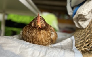 Zvířata z Útulku Tibet prosí o pomoc s nákupem velkého auta