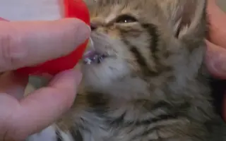 Staňte se nadějí pro kočičky bez domova