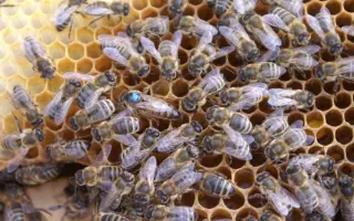 Postavme společně Včelí sen