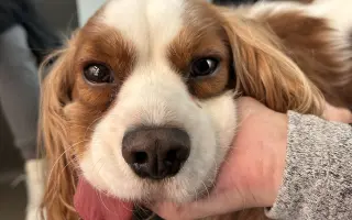 Akutní operace kyčle pro Charlieho: pomozte mu opět běhat bez bolesti