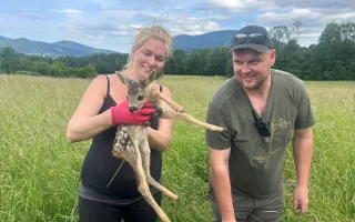 🦌 Zachraňme srnčata v Bráně Beskyd   Frýdlant nad Ostravicí - Pstruží