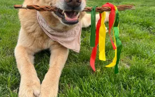 Pomozme společně Báře zachránit jejího nejlepšího přítele