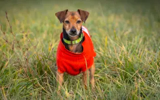 Voříškov přijal 45 nových chlupáčů - pomůžete spolu s námi změnit jejich příběh?