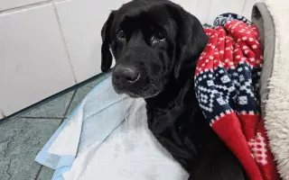 Lucky ještě jednou prosí o pomoc - operace nohy a rehabilitace