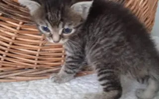 Veterinární péče pro zachráněné maminky s koťátky