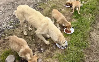 Miska naděje - pro toulavé psy v Arménii