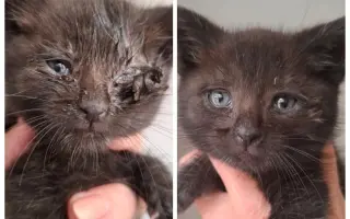 Pomoc pro kočky a koťátka Kočky u Katky