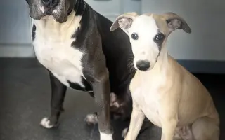 Sbírka pro štěňátko Břeťu - Whippet 3. měsíce