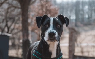 TPLO kolene pro Apolla