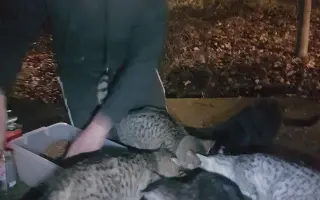 Pomůžete kočičkám bez domova?