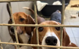 Pomozte bíglům z laboratoří začít žít