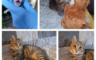 Pomoc pro kočky a koťátka Kočky u Katky