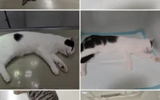 Staňte se nadějí pro kočičky bez domova