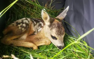 🦌 Zachraňme srnčata v Bráně Beskyd   Frýdlant nad Ostravicí - Pstruží
