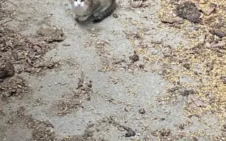Kočky vrní, faktury křičí. Pomozte MonPet z.s. dál zachraňovat kočičí životy.