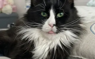 ❤️ Zachraňme Izzie, ať může být dál se svou psí parťačkou! 🐾