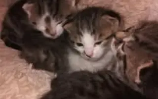 Sbírka na veterinární ošetření pro 30 koťat z Kralup a okolí.