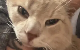 POMOZTE NÁM ZASTAVIT KRUH KOČIČÍHO UTRPENÍ. Víme jak na to, ale bez vás to nezvládneme.