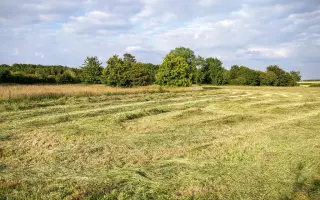 Zachraňme srnčata dřív, než bude pozdě