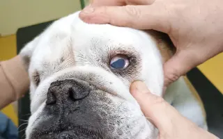 Záchrana pro Stelu – operace nádoru a oka